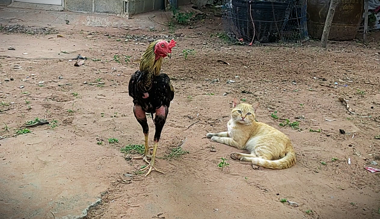 Our local animals.