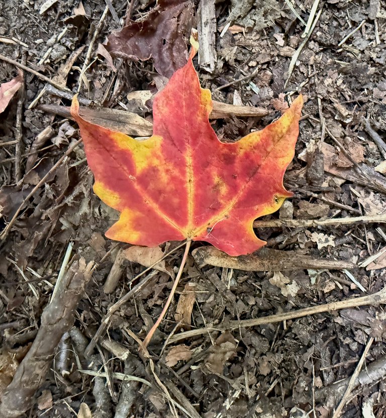 Red/Yellow