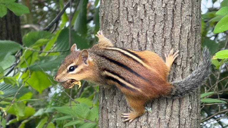 Chippy