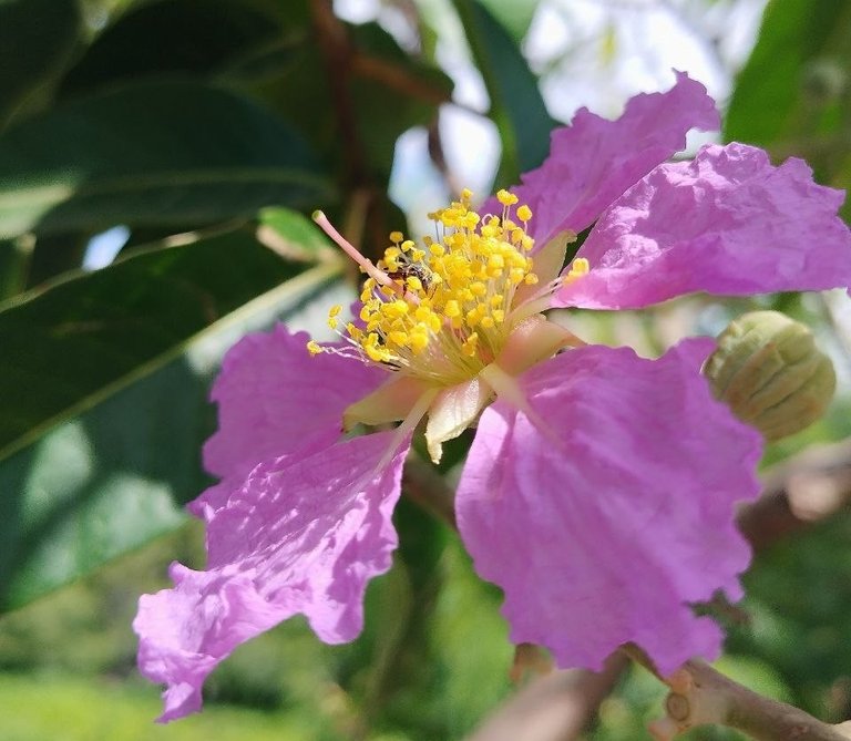 flower.jpg