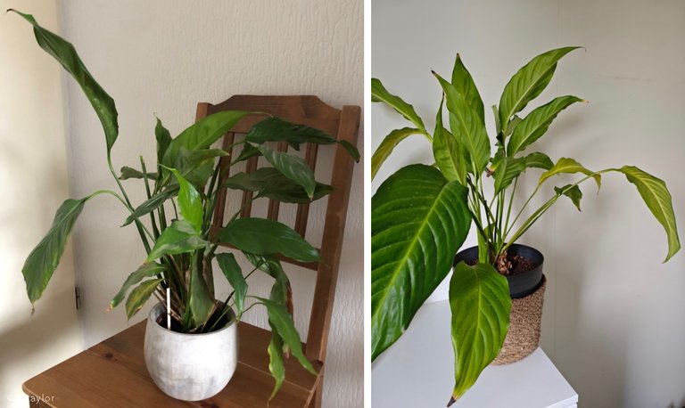 Spattiphyllum - Peace Lily