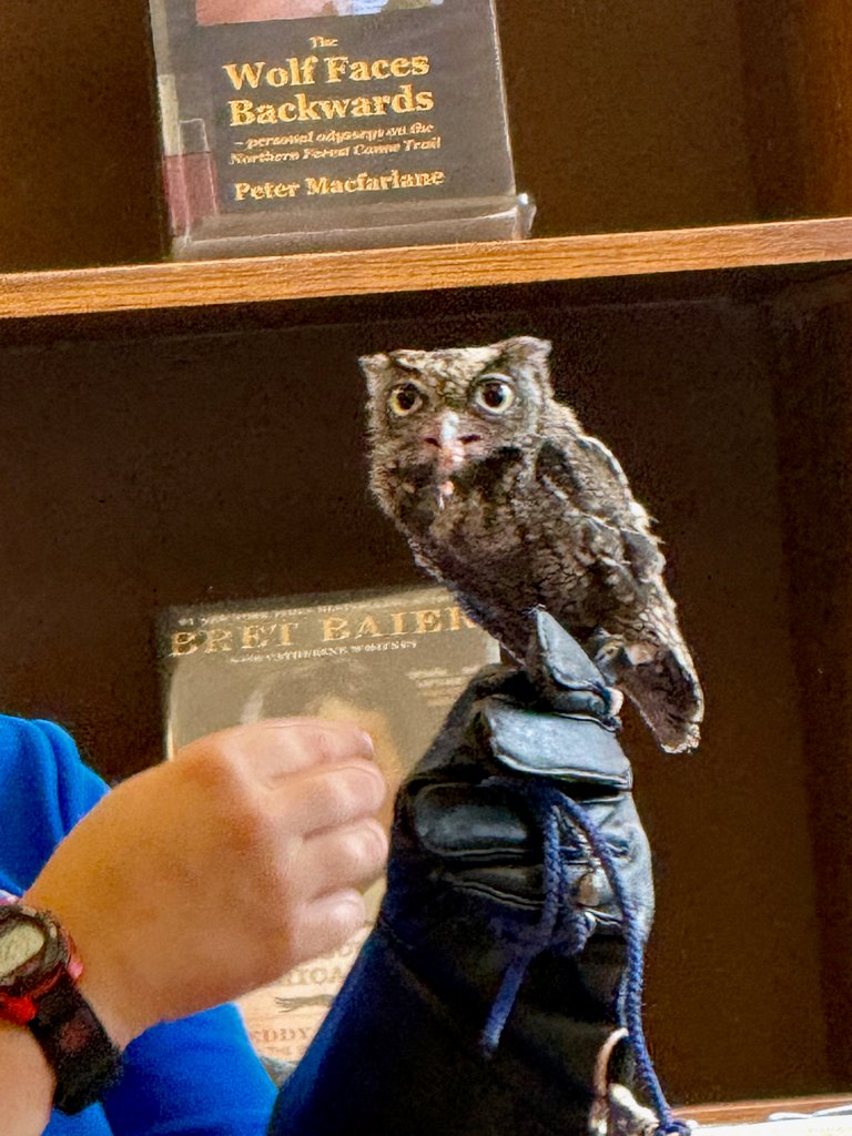 Screech eyes