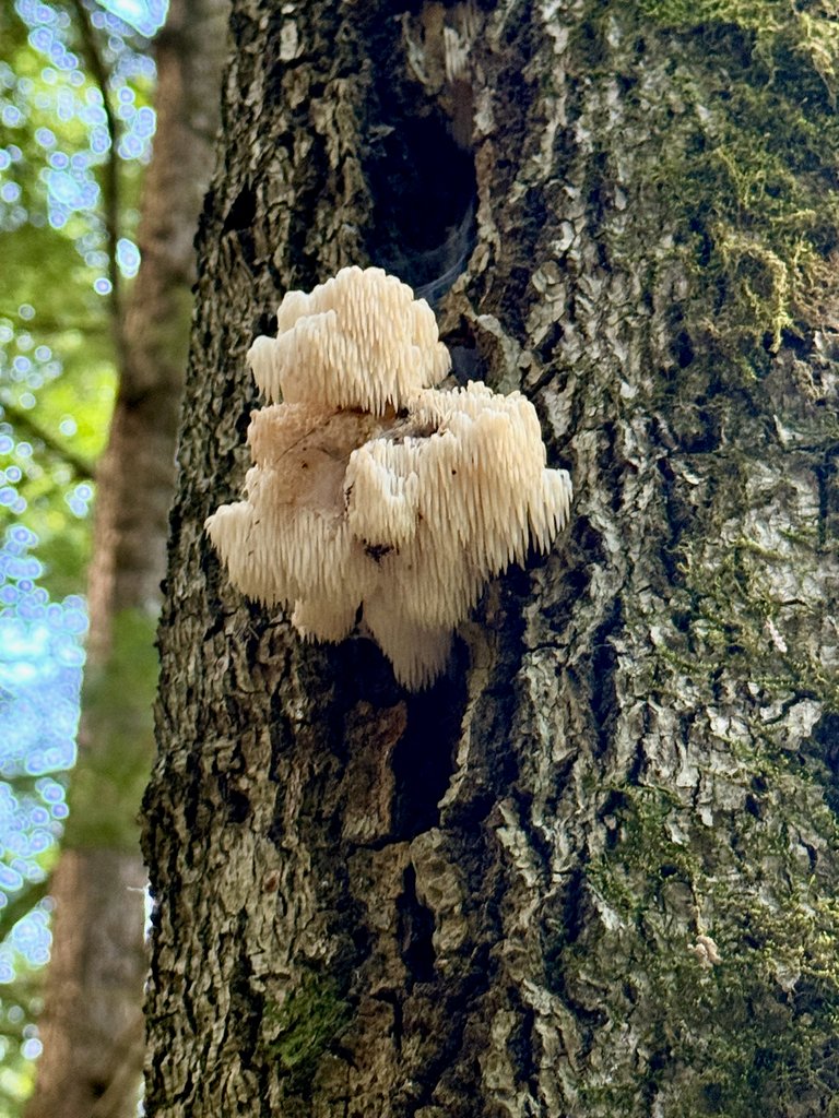 Lions Mane