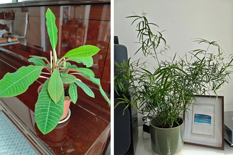Euphoria leuconeura - Madagascar Jewel; Asparagus falcatus - Sicklethorn