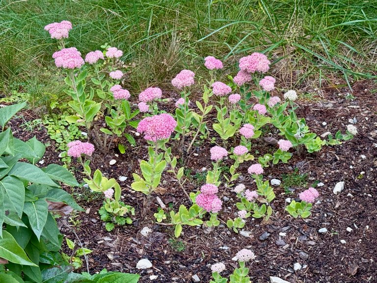 Sedum