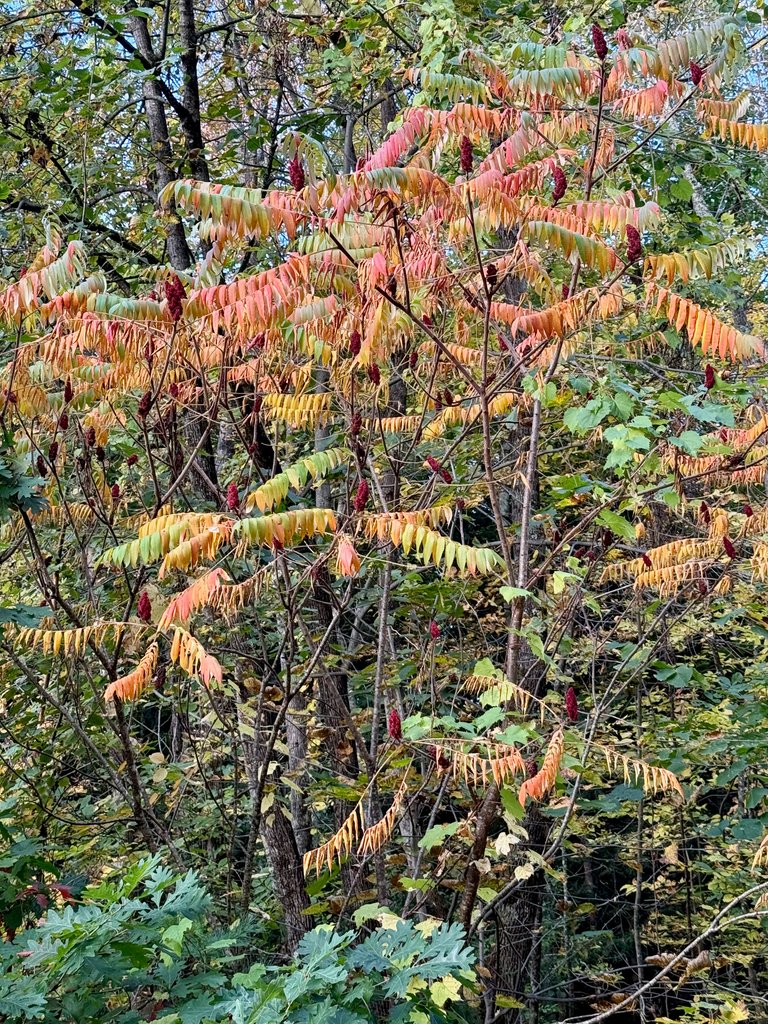 Sumac