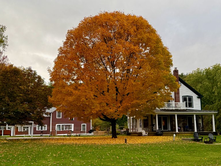 Perfect Maple