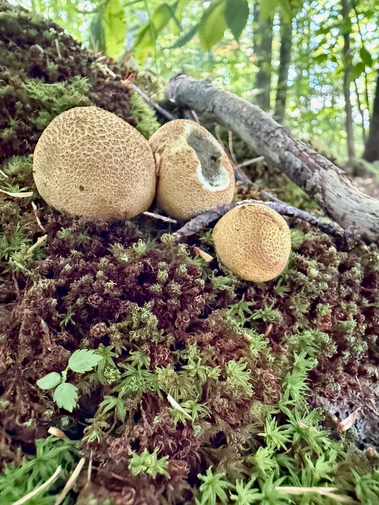 Puffball