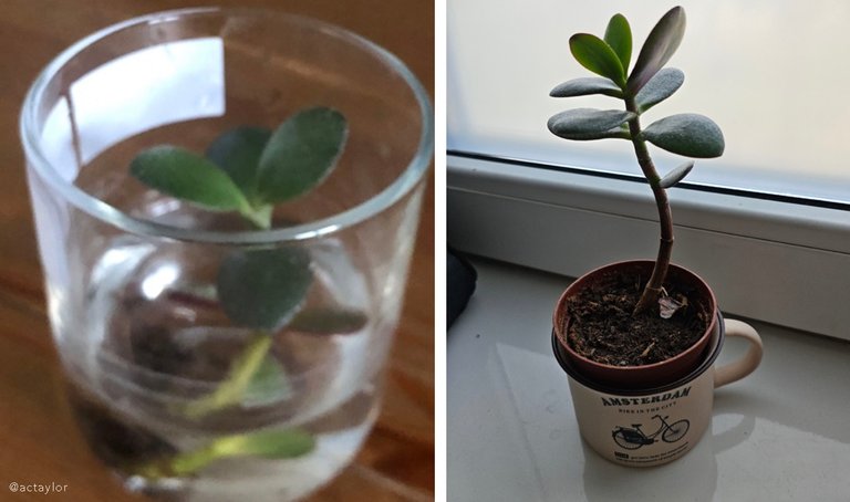 Crassula ovata - Jade Plant