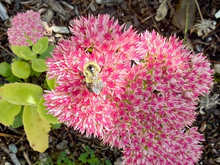Bee in light