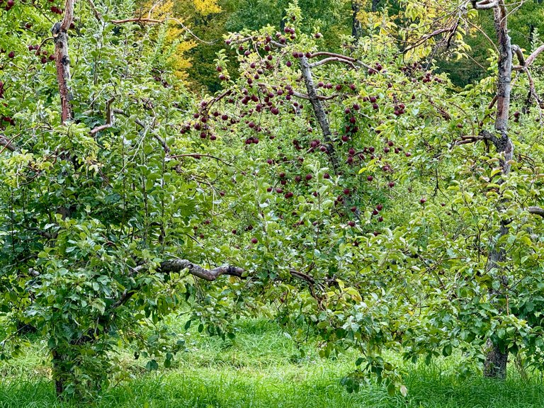 Traditional orchard