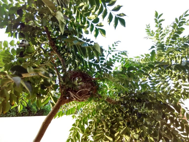 nest.jpg