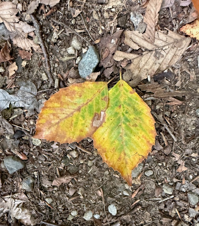 Yellow Beech