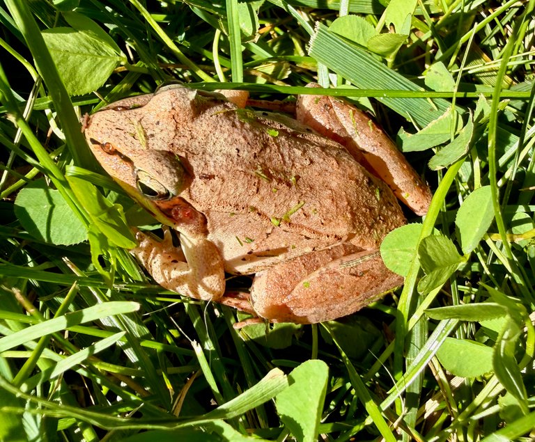 Wood frog