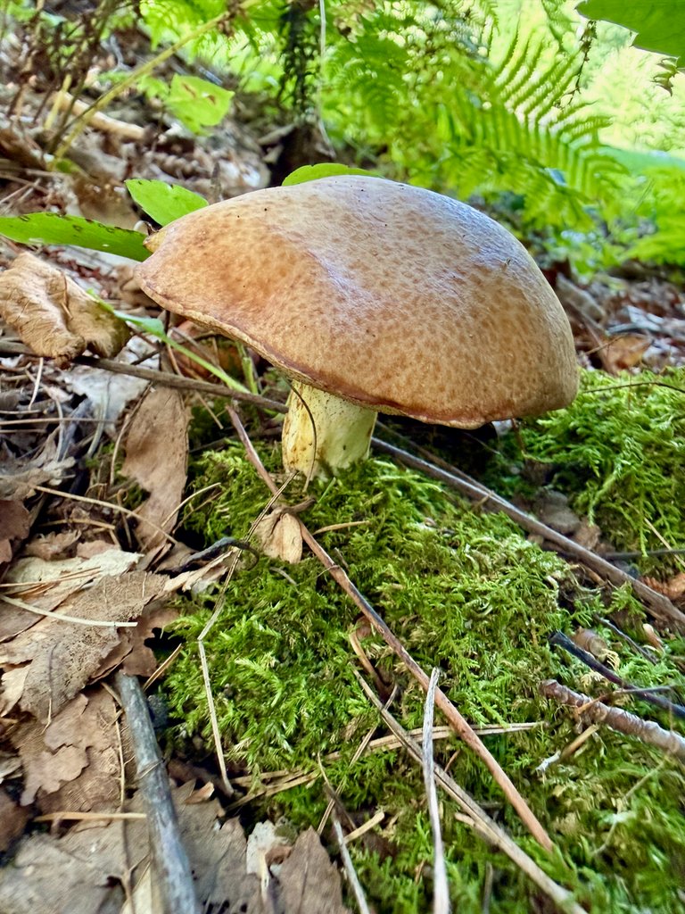 Bolete