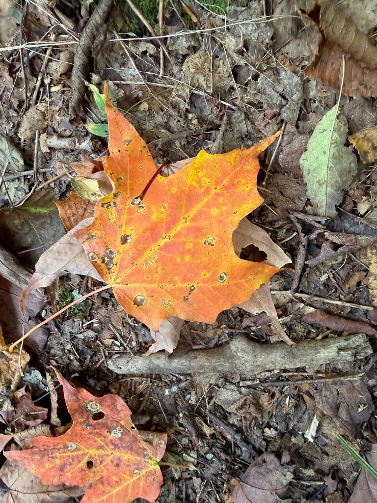 Yellow Maple