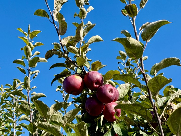 Red Apples