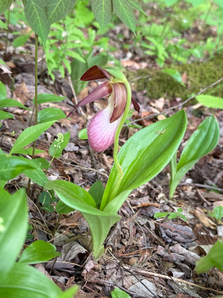 Lady Slipper
