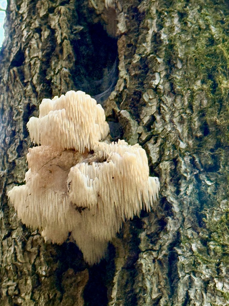 Older clump