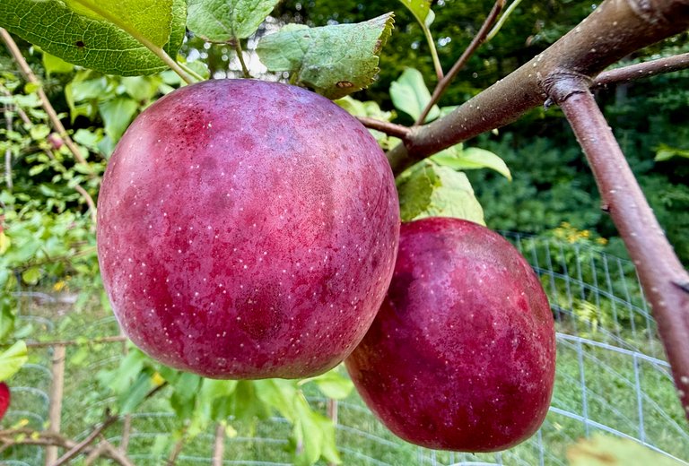 Apples