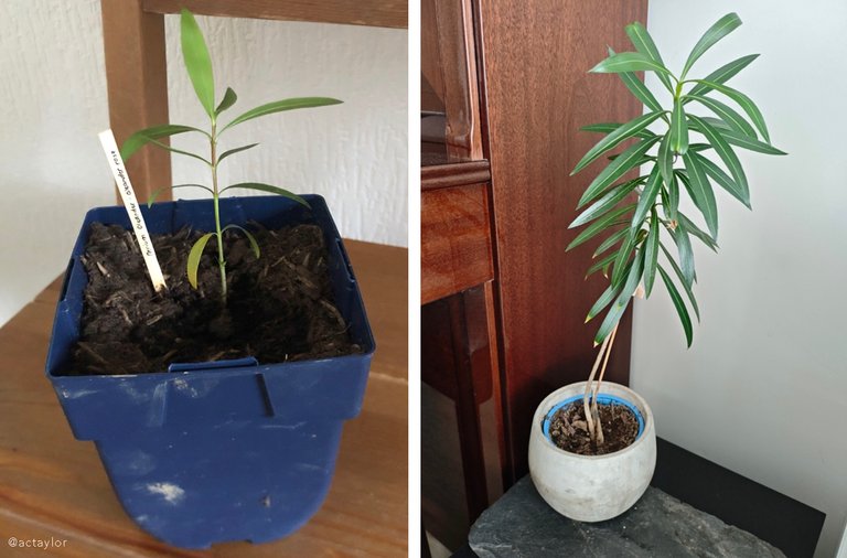 Nerium oleander - Oleander Rose