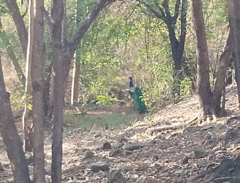 peacock.jpg