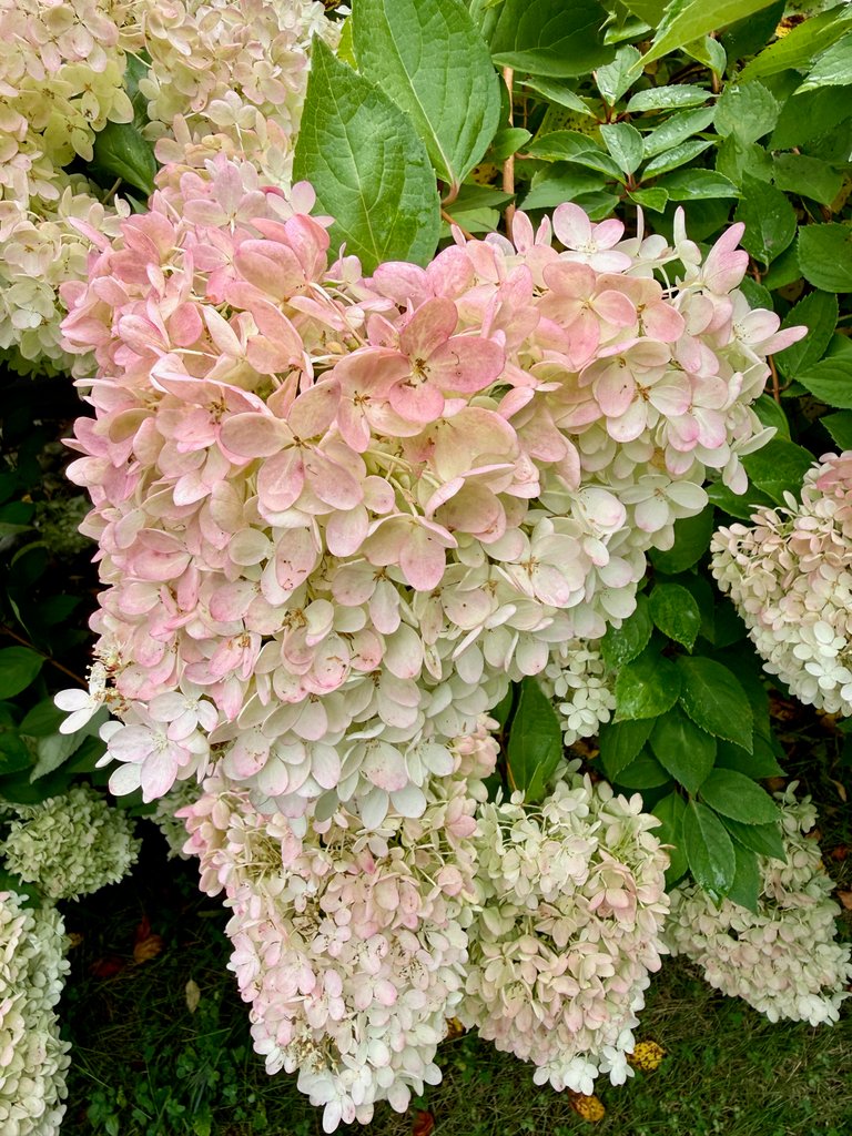 Pink and white