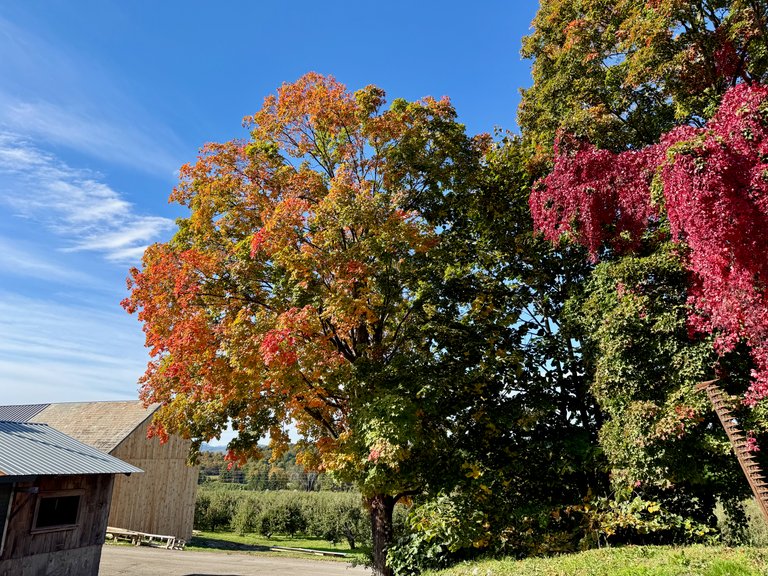 Maple