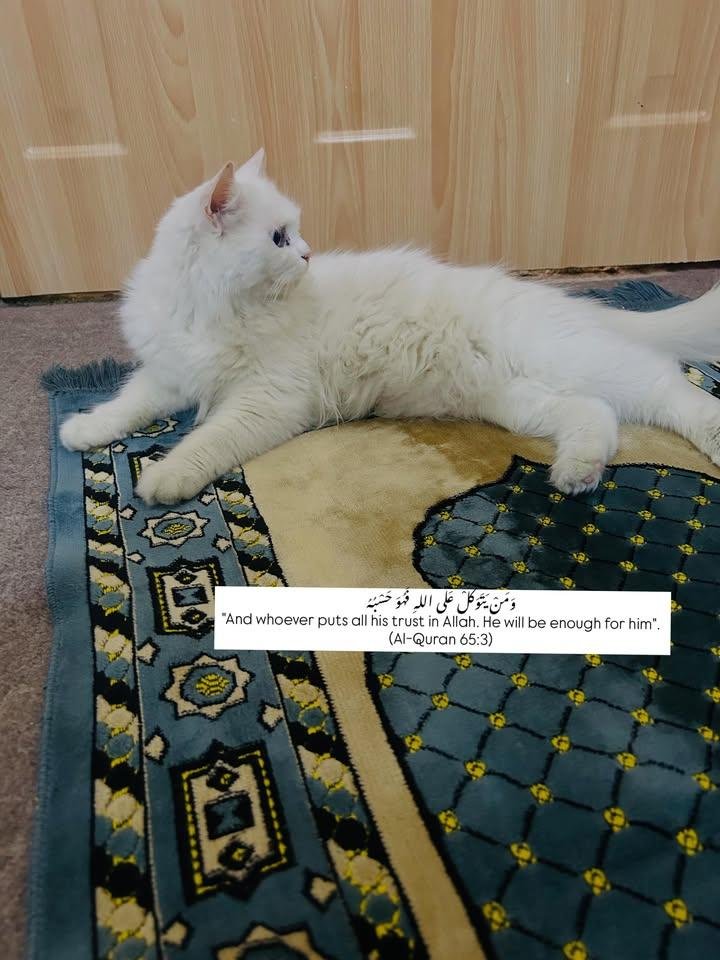 8733.jpg