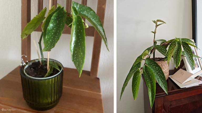 Begonia maculata - Polkadot begonia