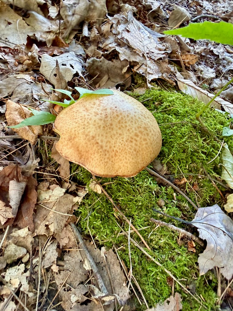 Bolete