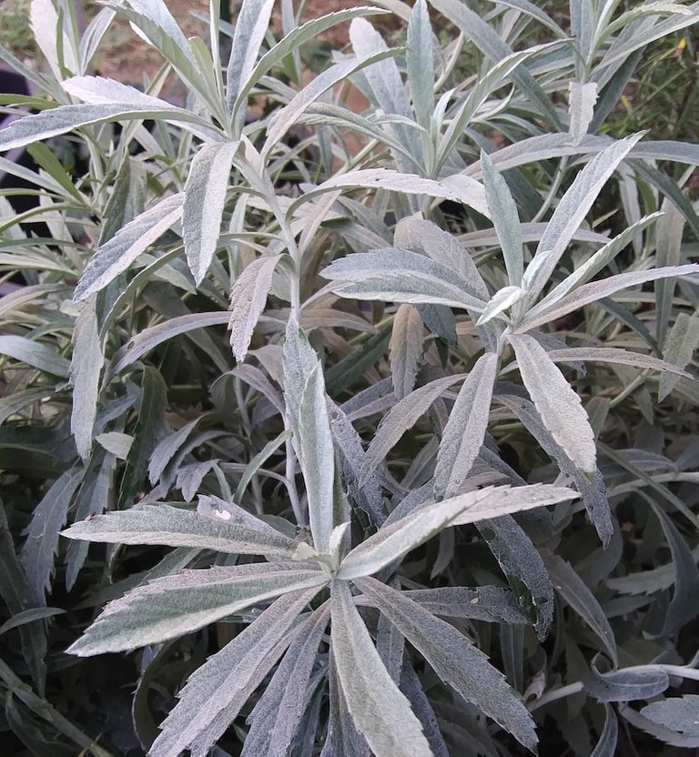 White Sage