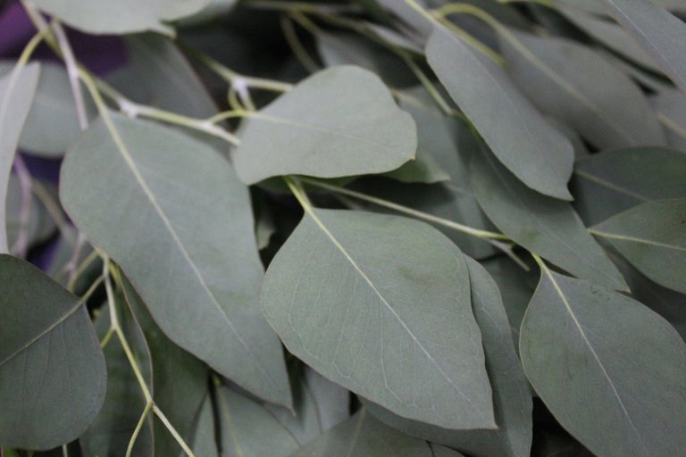 https://www.etsy.com/listing/716272576/5-oz-organic-eucalyptus-leaves-on