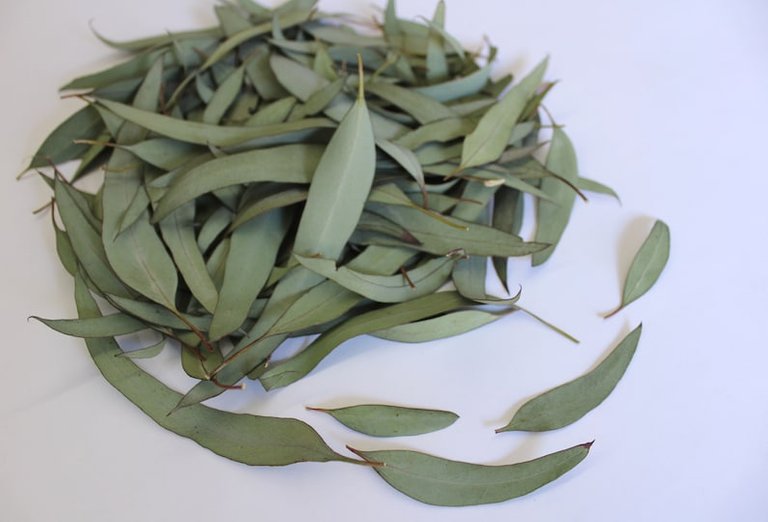 https://www.etsy.com/listing/716272576/5-oz-organic-eucalyptus-leaves-on