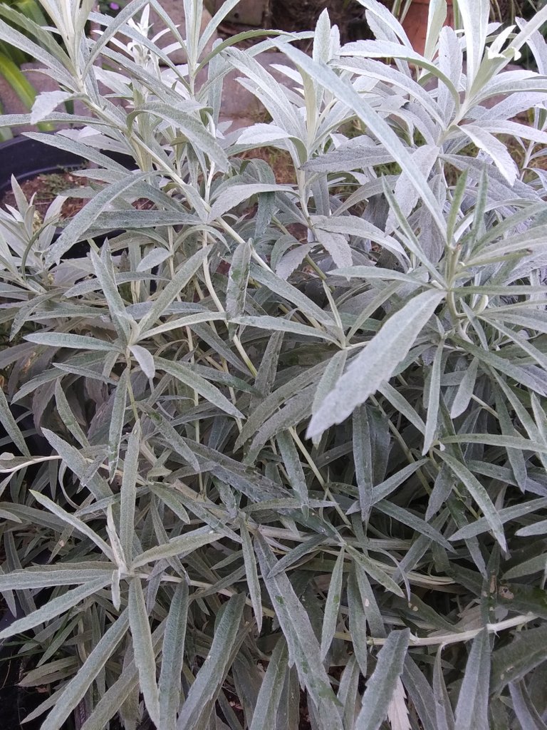 White Sage