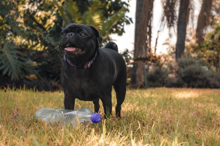are plastic bottles safe for dogs