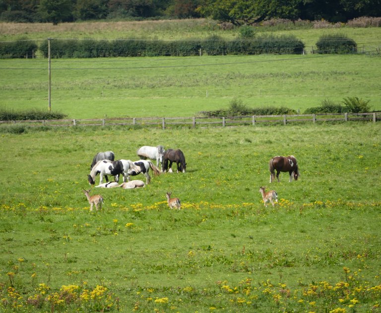 Deer and horses