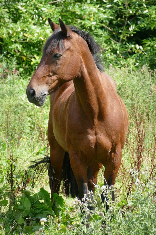 Horse close up