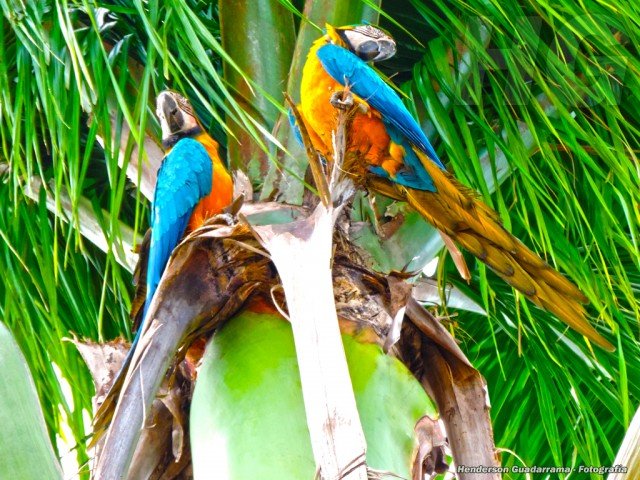 guacamaya