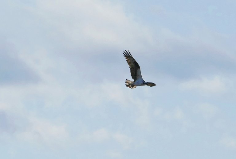 bird close up