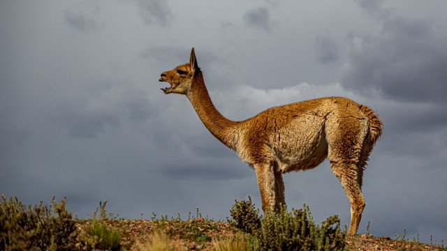 Vicuna