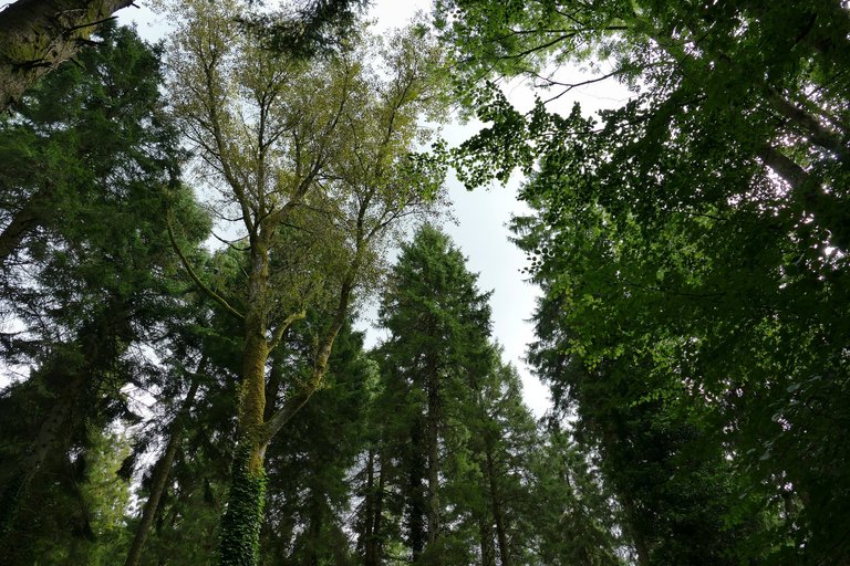 Trees canopy