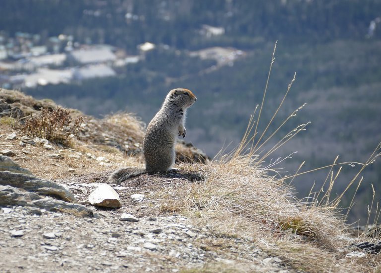 Ground squirrel