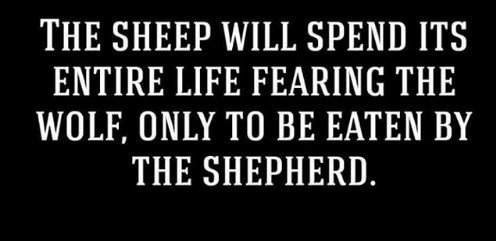 the-sheep-will-spend-its-entire-life-fearing-the-wolf-30076642-2