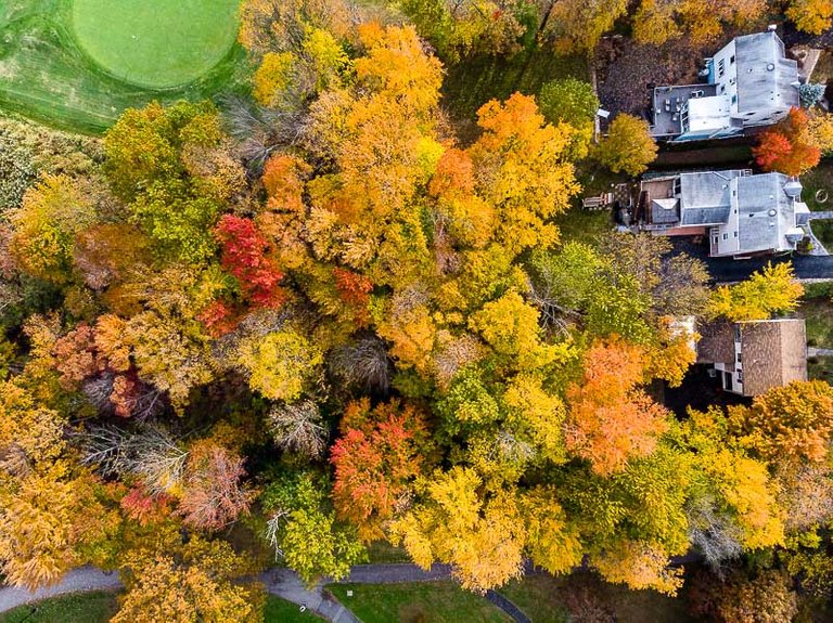 colonphoto-com-004-foliage-autumn-season-Verona-Park-in-New-Jersey-20191025-DJI-0745