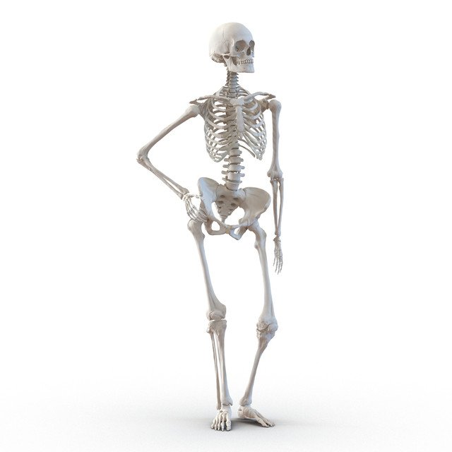 Human-Female-Skeleton3ds3dmodel02-jpg455319e1-8964-45c3-8ab6-f1193dddbea3-Zoom