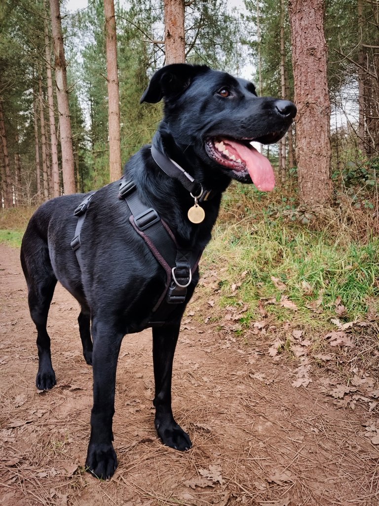 Purple harness