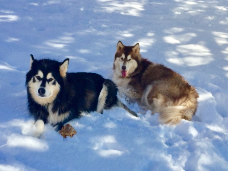 laying down in the snow2