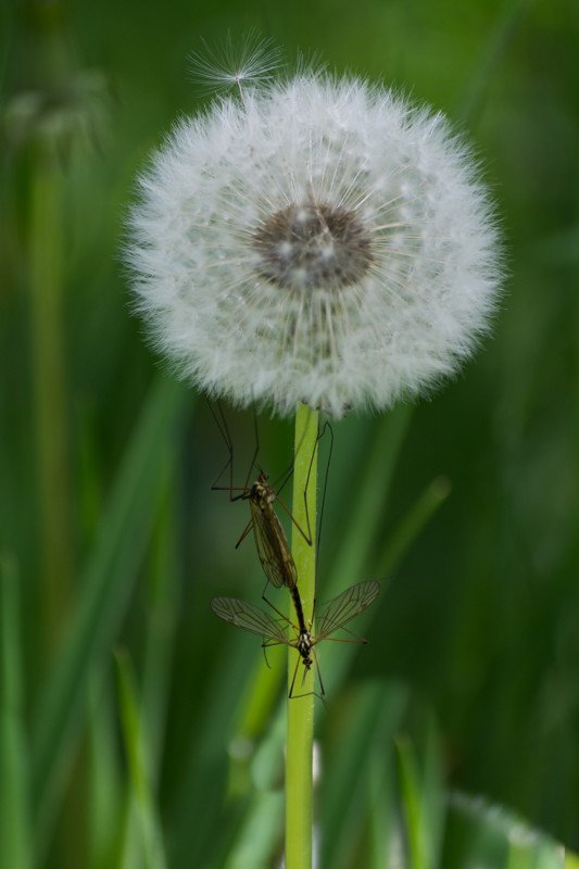Mosquitoes on the Dandelion by @zorang
