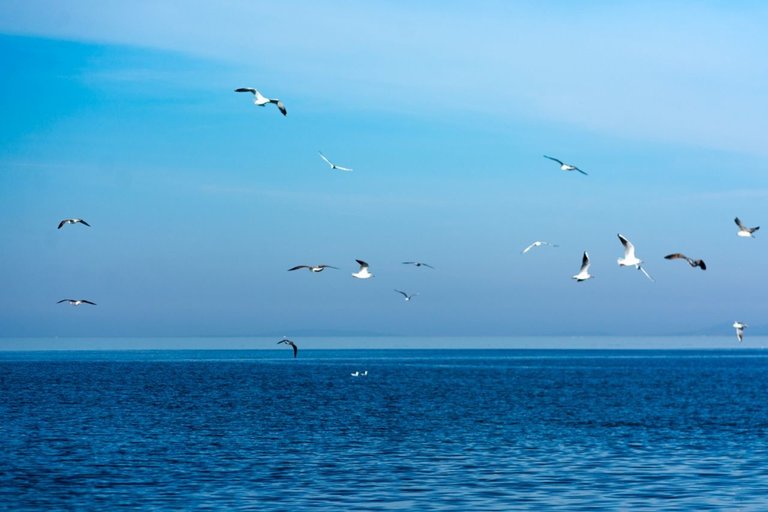 Seagulls by @zorang